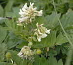 Gletscher-Tragant kl.