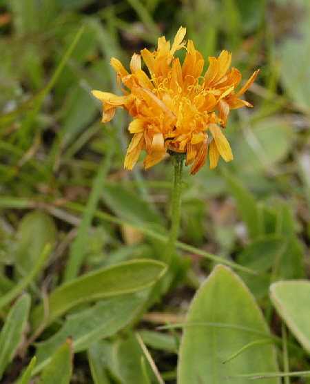 Gold-Pippau (Crepis aurea) 9.7.2011 Allgu Alpen Fellhorn NIKON2 060a