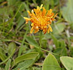 Gold-Pippau (Crepis aurea) kl.