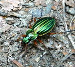 Goldlaufkfer (Carabus auratus) kl.