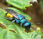 Goldwespe 1 Hedychrum spec. M kl.