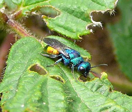 Goldwespe 1 Hedychrum spec. Mnnchen Juni 2010 Viernheimer Wald bei Httenfeld und Blumenacker 079
