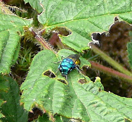 Goldwespe 1 Hedychrum spec. Mnnchen Juni 2010 Viernheimer Wald bei Httenfeld und Blumenacker 075