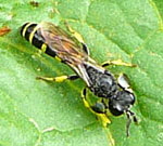 Grabwespe 1 (Crabro peltarius) kl.