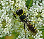 Grabwespe 2 Ectemnius cf. lituratus 2 kl.