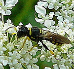 Grabwespe 2 Ectemnius cf. lituratus kl.