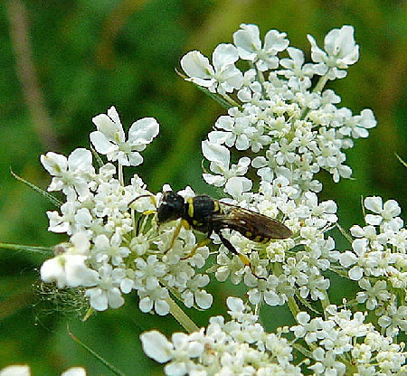Grabwespe 2 Ectemnius cf. lituratus  Sept 2010 Viernheimer Glockenbuckel Blumen 063
