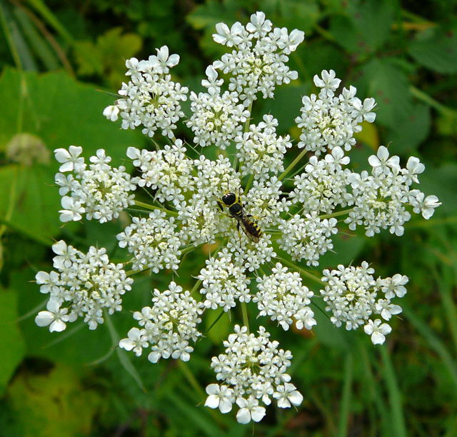 Grabwespe 2 Ectemnius cf. lituratus  Sept 2010 Viernheimer Glockenbuckel Blumen 061