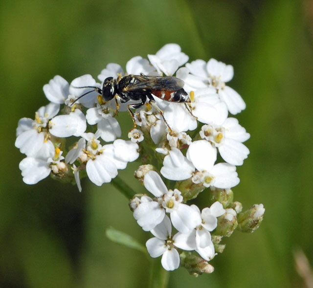 Grabwespe 3 Dinetus pictus Juli 2012 FFH Wald Insekten 167