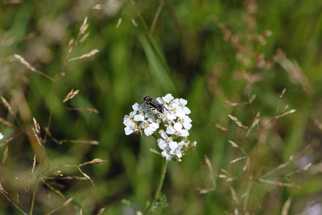 Grabwespe 3 Dinetus pictus Juli 2012 FFH Wald Insekten 168