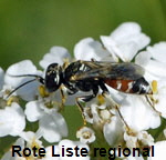 Grabwespe 3 Dinetus pictus kl.