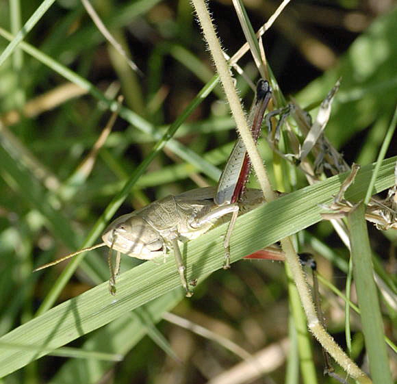 Groe Goldschrecke Chrysocharon dispar Weibchen Juni 2011 Vatertag Birkenau Buchklingen Weinheim Insekten NIKON 052