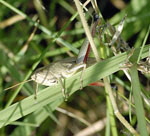 Groe Goldschrecke Chrysocharon dispar Weibchen kl.