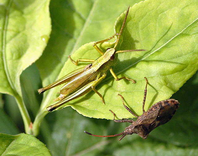 Groe Goldschrecke hrysocharon dispar Mnnchen Juni 2011 Oberlaudenbach Wiese Blumen u. Insekten NIKON 006