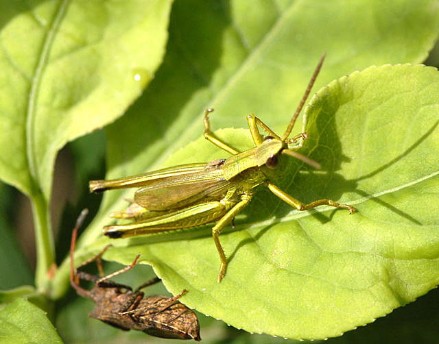 Groe Goldschrecke hrysocharon dispar Mnnchen Juni 2011 Oberlaudenbach Wiese Blumen u. Insekten NIKON 009