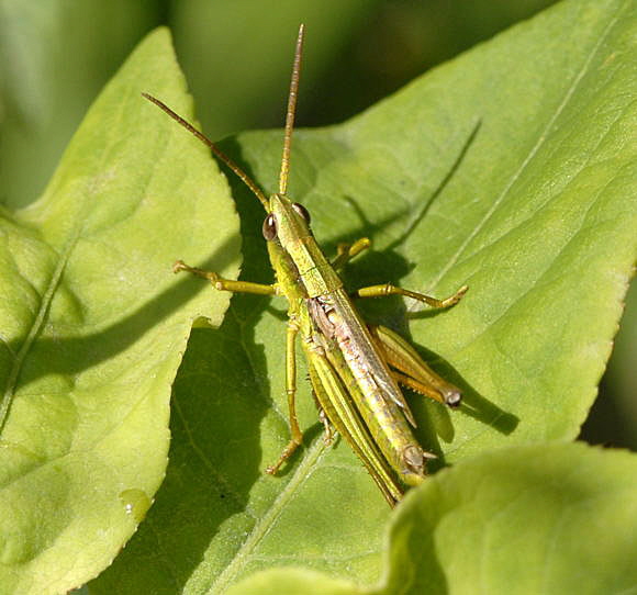 Groe Goldschrecke hrysocharon dispar Mnnchen Juni 2011 Oberlaudenbach Wiese Blumen u. Insekten NIKON 012
