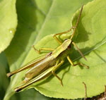 Groe Goldschrecke hrysocharon dispar Mnnchen kl.