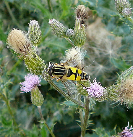 Groe Sumpfschwebfliege (Helophilus trivittatus). Aug 2009 Httenfeld Insekten 048