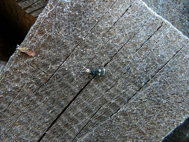 Groer Breitrssler - Anthribus albinus 2012-05-25 Pflzer Wald, Hinterweidenthal, Dahn, Schnau 096