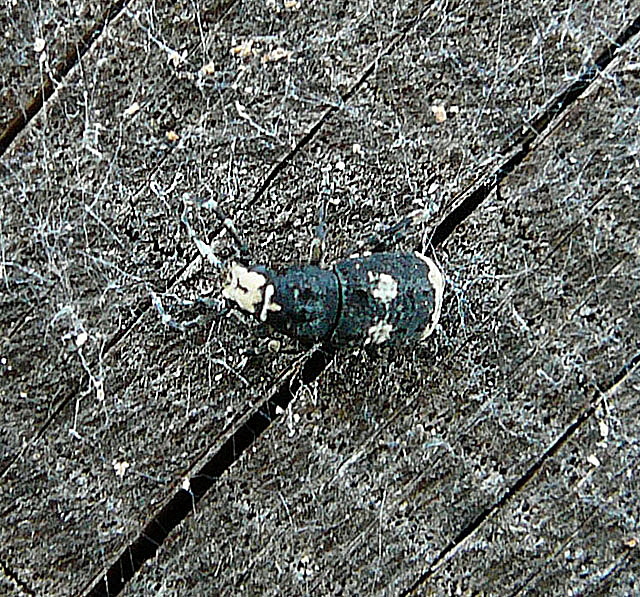 Groer Breitrssler - Anthribus albinus 2012-05-25 Pflzer Wald, Hinterweidenthal, Dahn, Schnau 096a