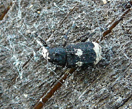 Groer Breitrssler - Anthribus albinus 2012-05-25 Pflzer Wald, Hinterweidenthal, Dahn, Schnau 097