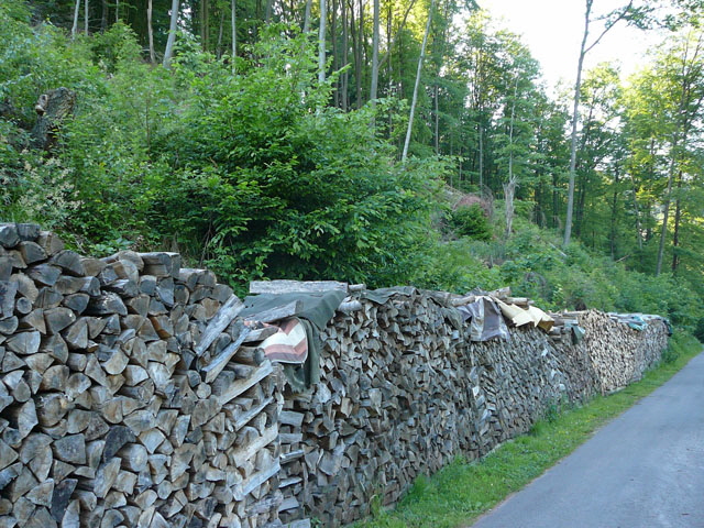 Groer Breitrssler - Anthribus albinus 2012-05-25 Pflzer Wald, Hinterweidenthal, Dahn, Schnau 098