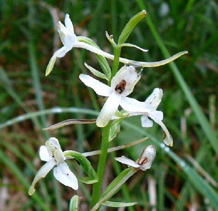 Grnliche Waldhyazinthe Platanthera cf. chlorantha   2011-07-15 Nationalpark Berchtesgarden Wimbachklamm+gries 084a