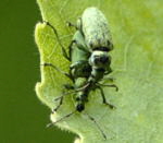 Grnrssler 1 Phyllobius spec. kl.