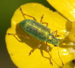 Grnrssler 2 Phyllobius spec. kl.