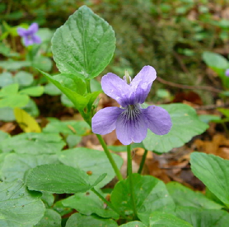 Hain-Waldveilchen Bastard (Viola X-bavarica)  1.Mai 2008 Hungen u. Ober-Ohmen 030
