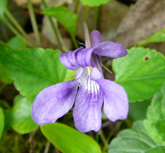 Hain-Waldveilchen Bastard (Viola X-bavarica) 1.Mai 2008 Ober-Ohmen 019