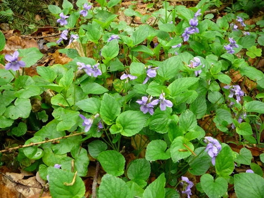 Hain-Waldveilchen Bastard (Viola X-bavarica) 1.Mai 2008 Ober-Ohmen 029