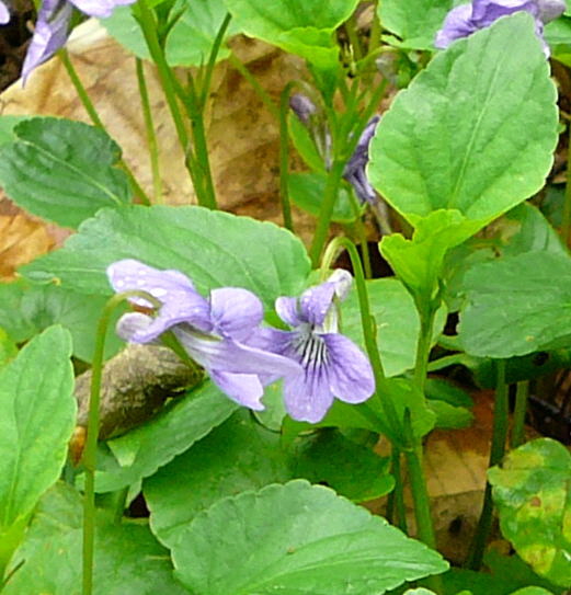 Hain-Waldveilchen Bastard (Viola X-bavarica) 1.Mai 2008 Ober-Ohmen 029a