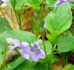 Hain-Waldveilchen Bastard (Viola X-bavarica) kl.