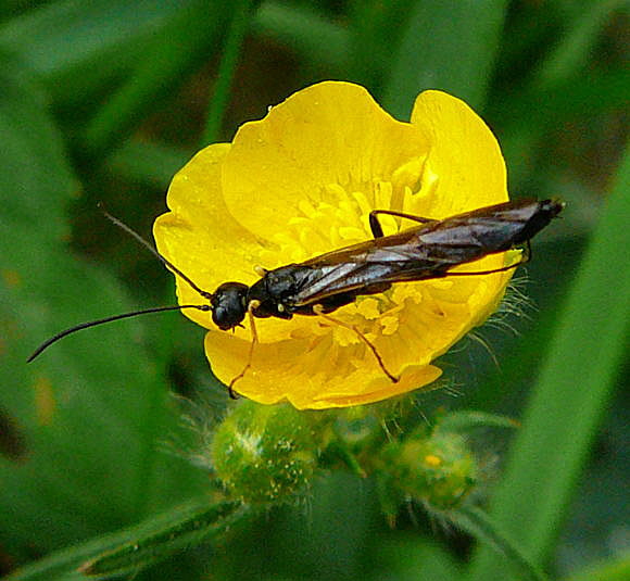 Halmwespe 1 Cephus spec. Mai 2011 Viernheimer Wald u. Huett Graben hinter Friedhof 049