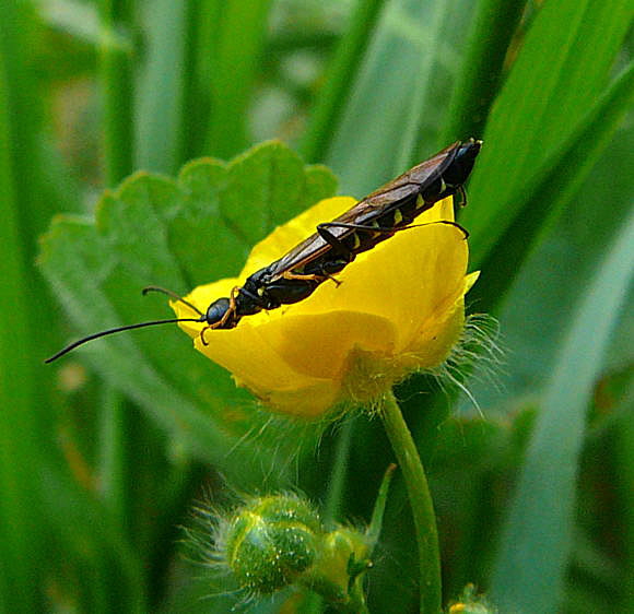 Halmwespe 1 Cephus spec. Mai 2011 Viernheimer Wald u. Huett Graben hinter Friedhof 046