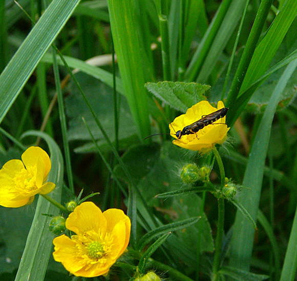 Halmwespe 1 Cephus spec. Mai 2011 Viernheimer Wald u. Huett Graben hinter Friedhof 043