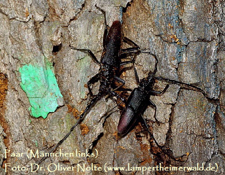Heldbock Cerambyx cerdo_pair (600) Dr. Oliver Nolte_a