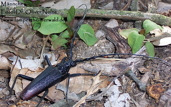 Heldbock Cerambyx_cerdo_male (600) Dr. Oliver Nolte