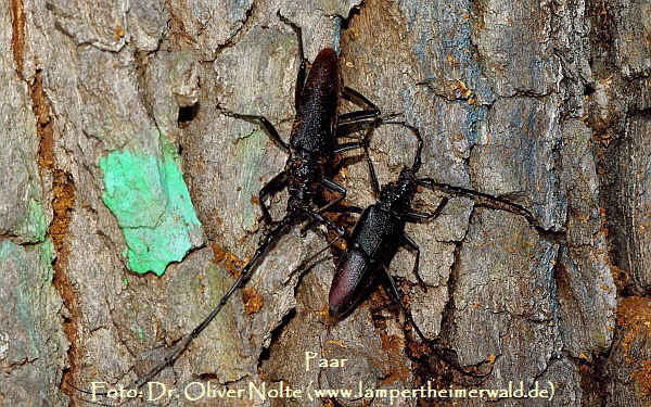 Heldbock Cerambyx_cerdo_pair (600) Dr. Oliver Nolte