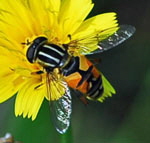 Helle Sumpfschwebfliege kl. Helle Sumpfschwebfliege kl.