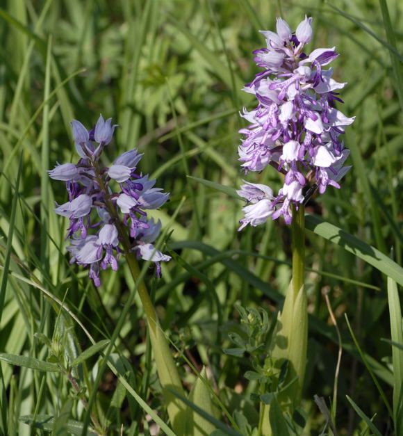 Helm-Knabenkraut (Orchis militaris) Mai 2011 Bensheim Zell und Gronau Orchideen NIKON 018