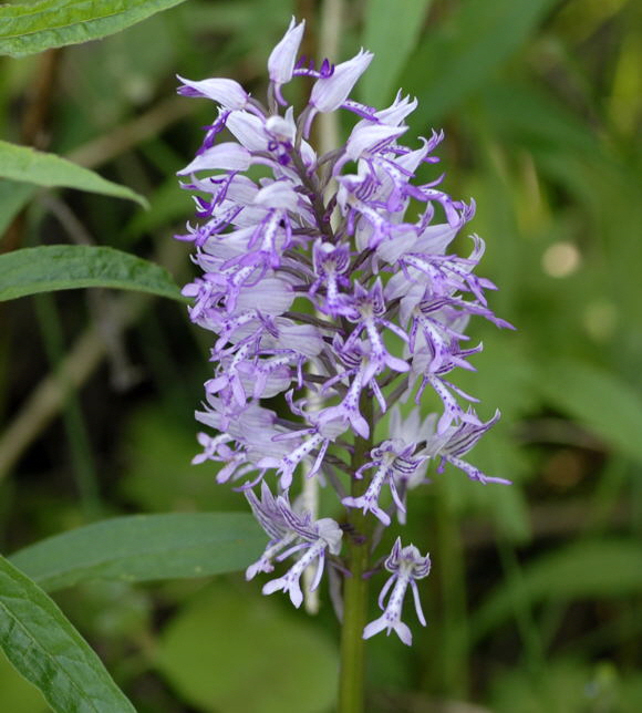 Helm-Knabenkraut (Orchis militaris) Mai 2011 Bensheim Zell und Gronau Orchideen NIKON 082