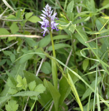 Helm-Knabenkraut (Orchis militaris) Mai 2011 Bensheim Zell und Gronau Orchideen NIKON 083
