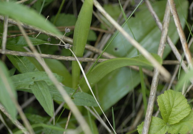 Helm-Knabenkraut (Orchis militaris) Mai 2011 Bensheim Zell und Gronau Orchideen NIKON 088
