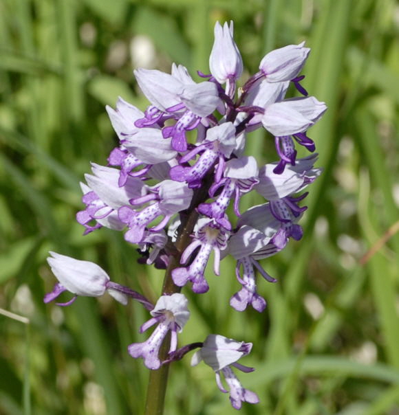 Helm-Knabenkraut (Orchis militaris) Mai 2011 Bensheim Zell und Gronau Orchideen NIKON 089