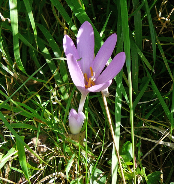 Herbstzeitlose (Colchicum autumnale)August 2012 Falter Huett 001