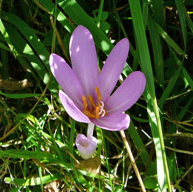 Herbstzeitlose (Colchicum autumnale)August 2012 Falter Huett 002