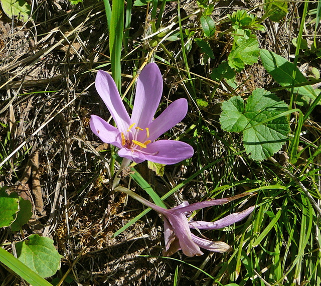Herbstzeitlose (Colchicum autumnale)August 2012 Falter Huett 003