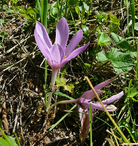 Herbstzeitlose (Colchicum autumnale)August 2012 Falter Huett 004